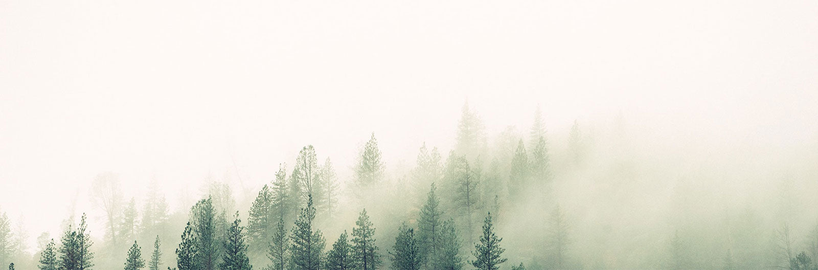Sustainability for a better future